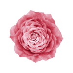 We return to wholeness